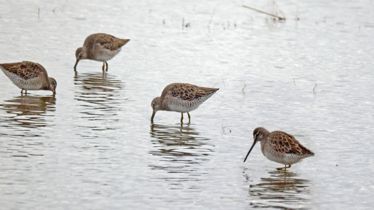 Long-billed Dowitcher - ML610400509