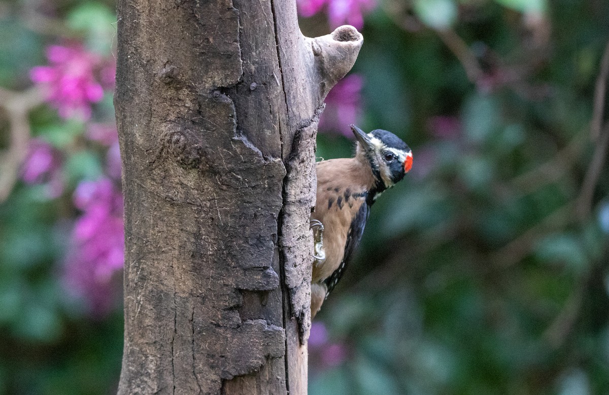 Hairy Woodpecker - ML610400512