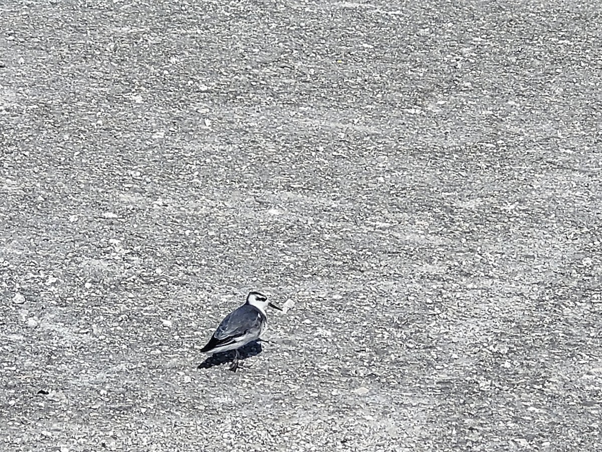 Red Phalarope - ML610400530