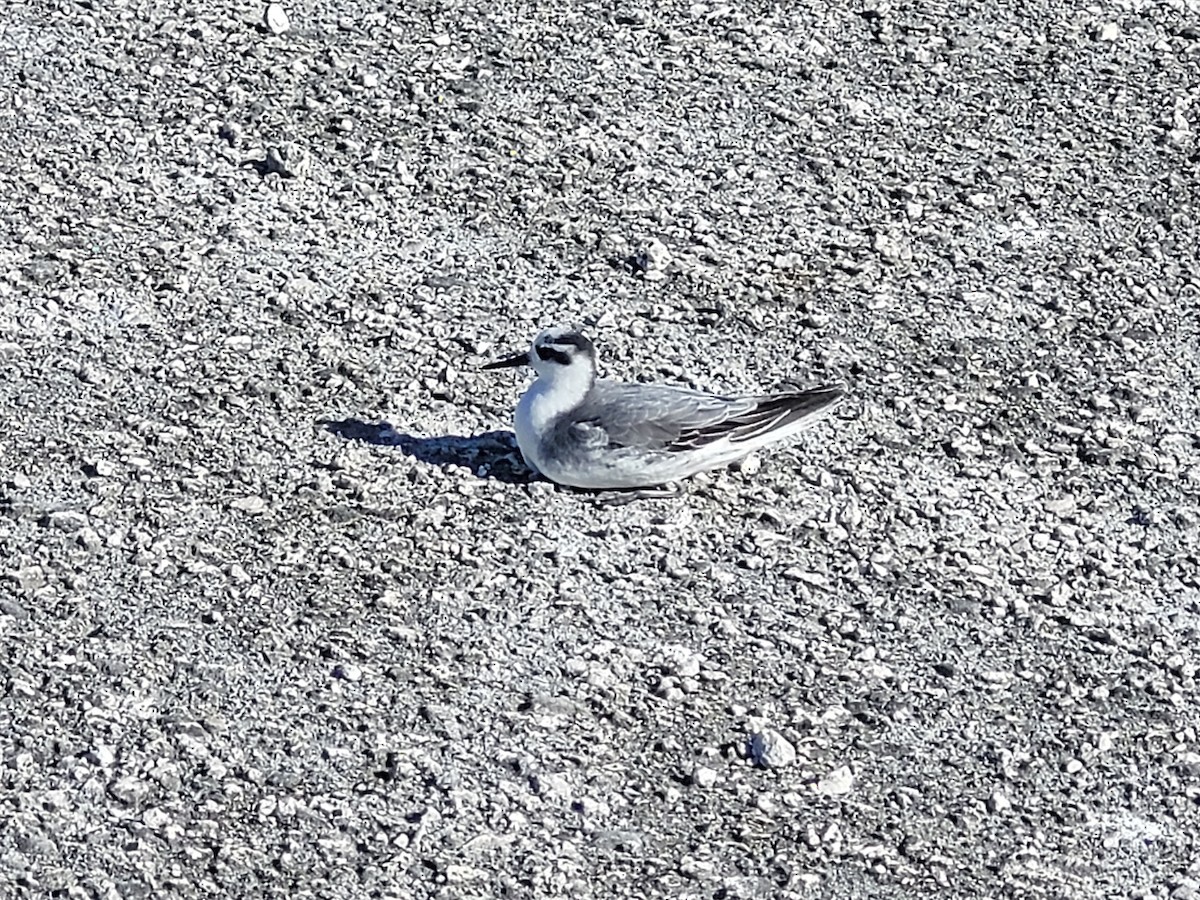 Red Phalarope - ML610400532