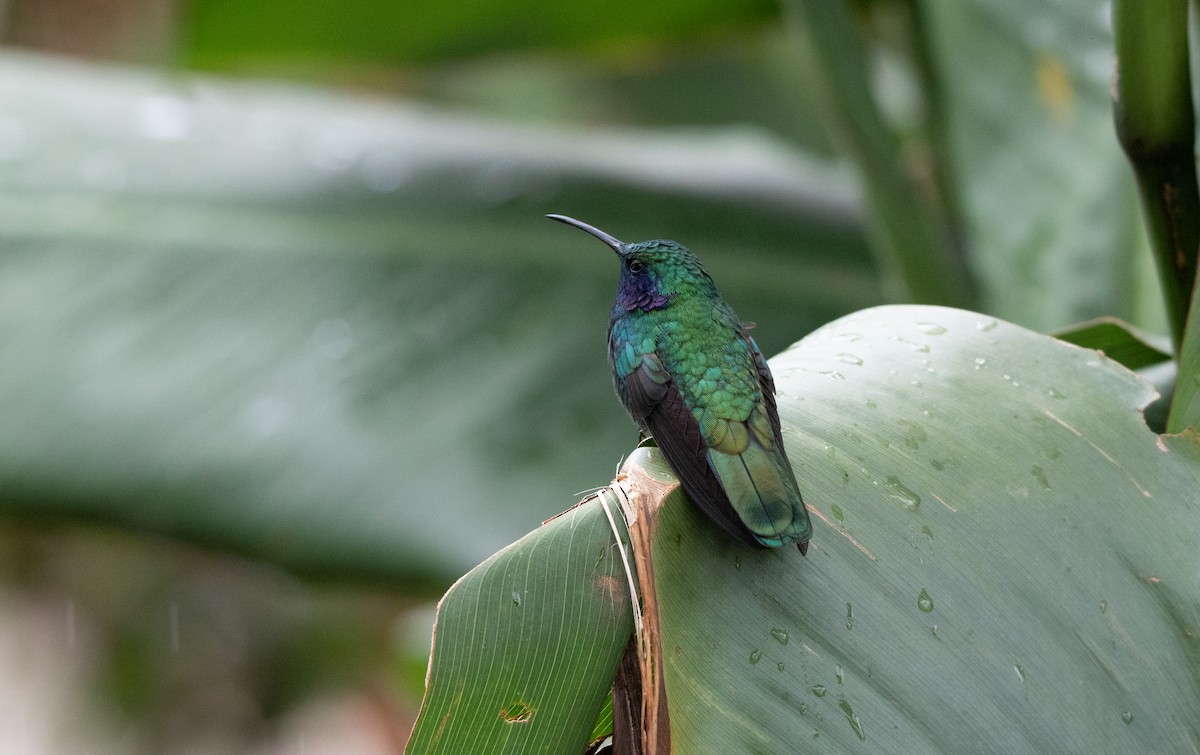 Lesser Violetear - ML610400574