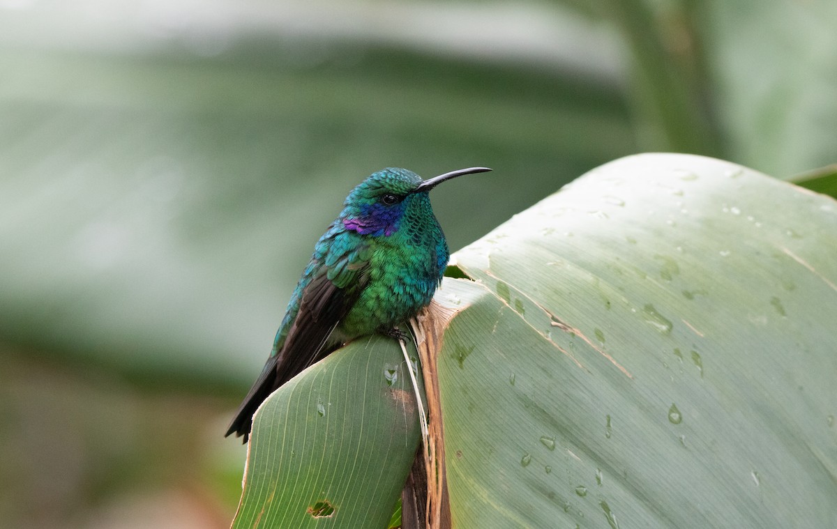 Lesser Violetear - ML610400575