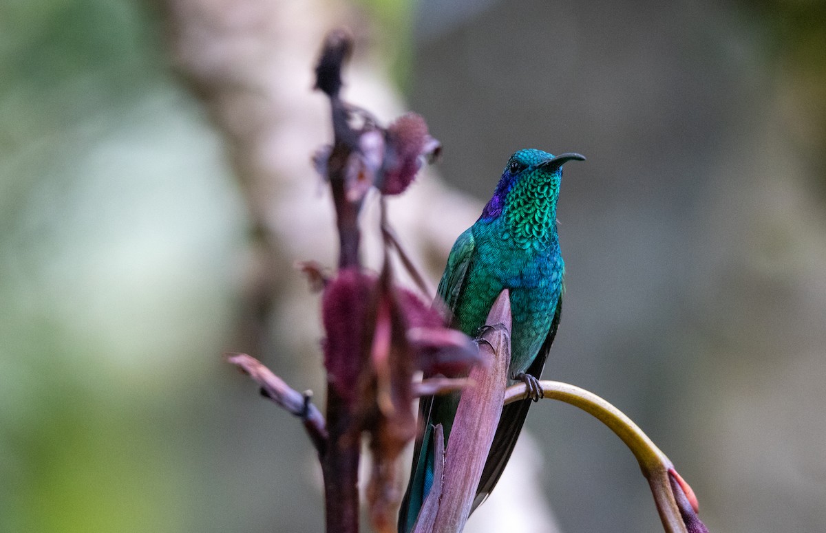 Lesser Violetear - ML610400577