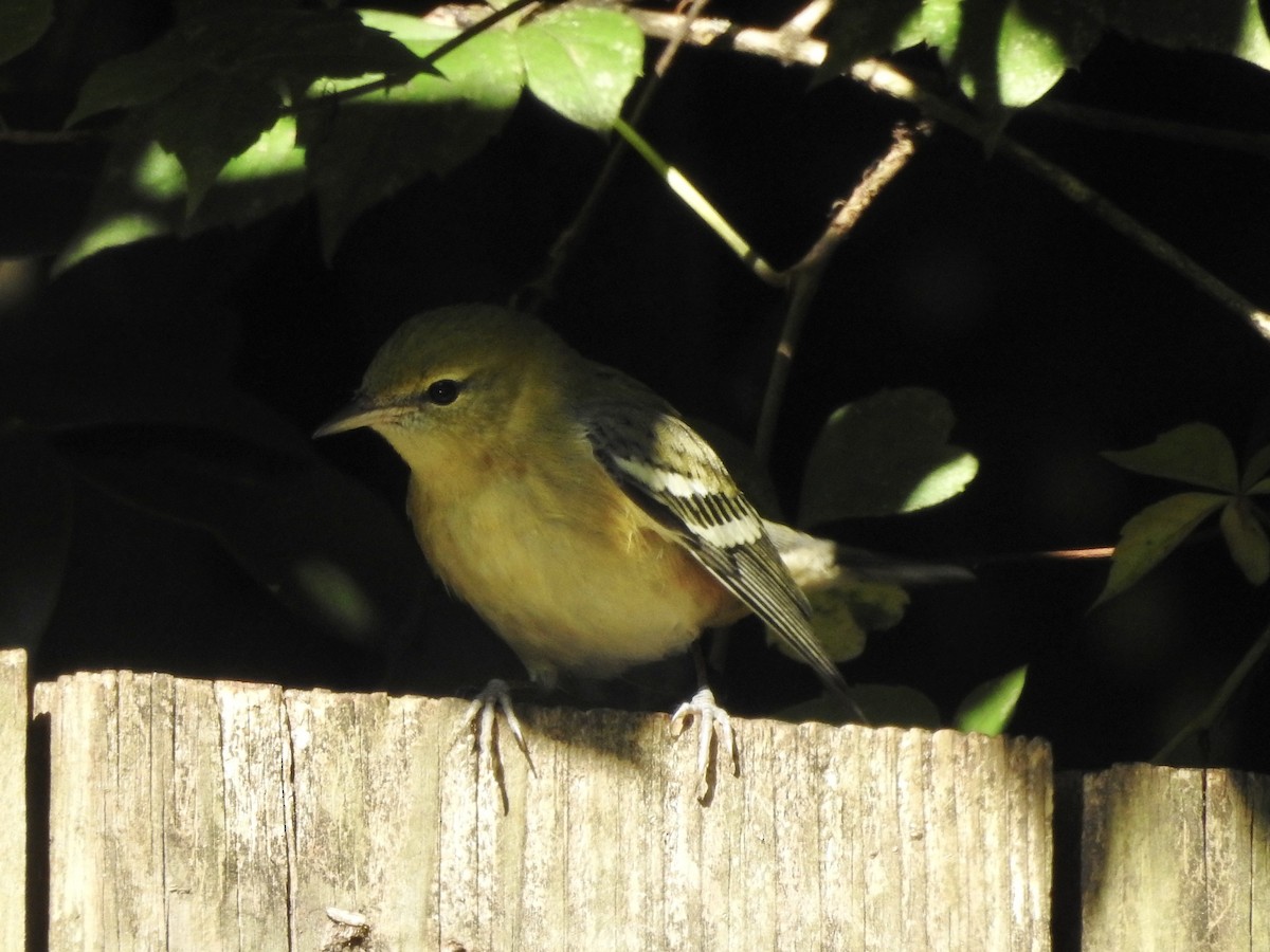 Bay-breasted Warbler - ML610400585