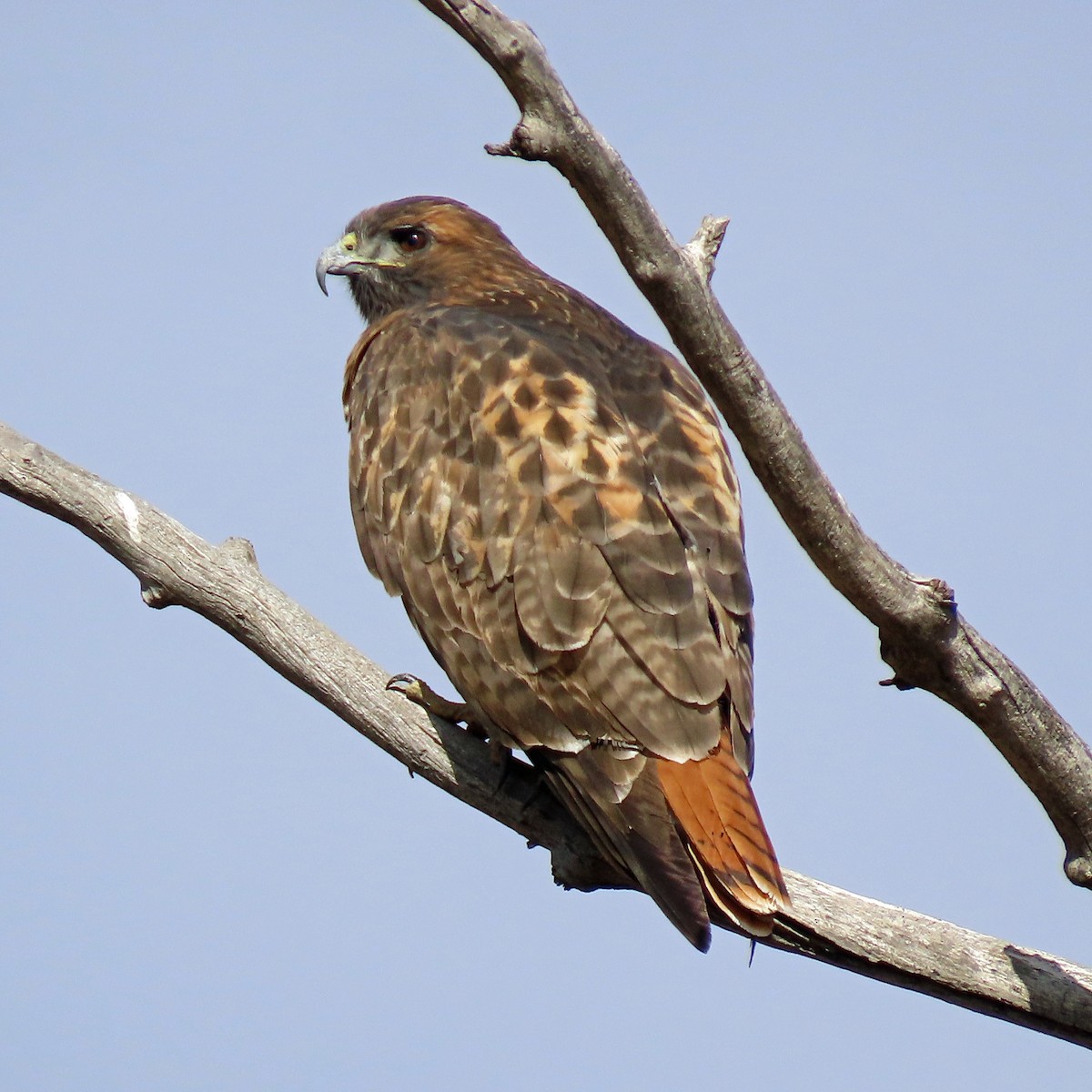 Red-tailed Hawk - JoAnn Potter Riggle 🦤