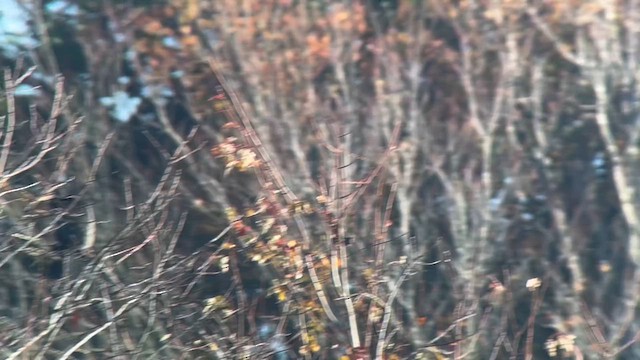 Neotropic Cormorant - ML610400629