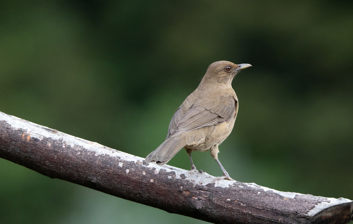 Mountain Thrush - Annika Anderson