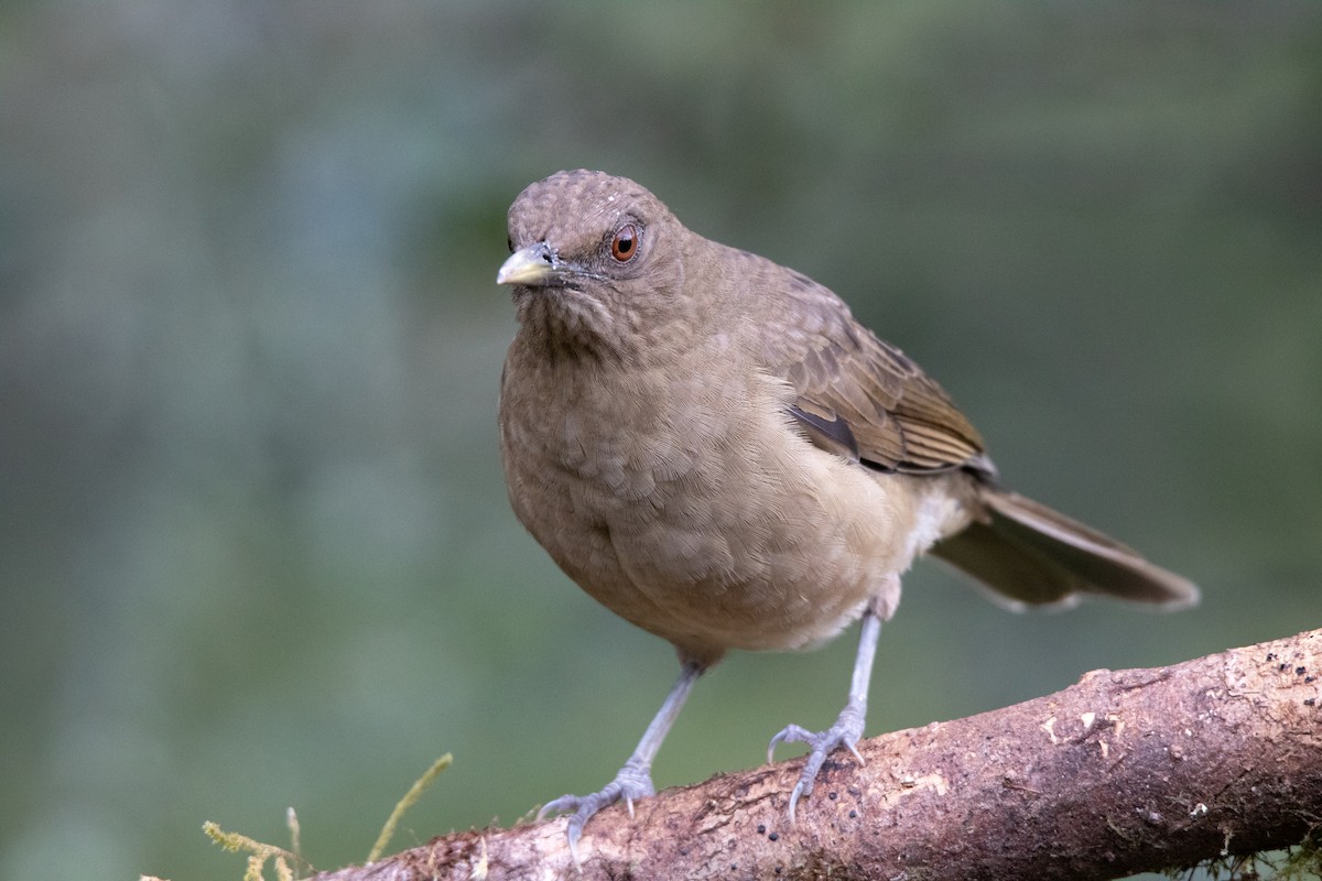 Mountain Thrush - ML610400642