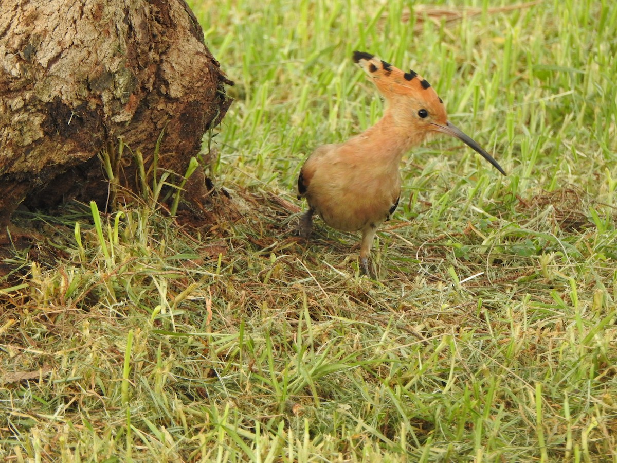 Eurasian Hoopoe - Adrián Bartolomé Husson