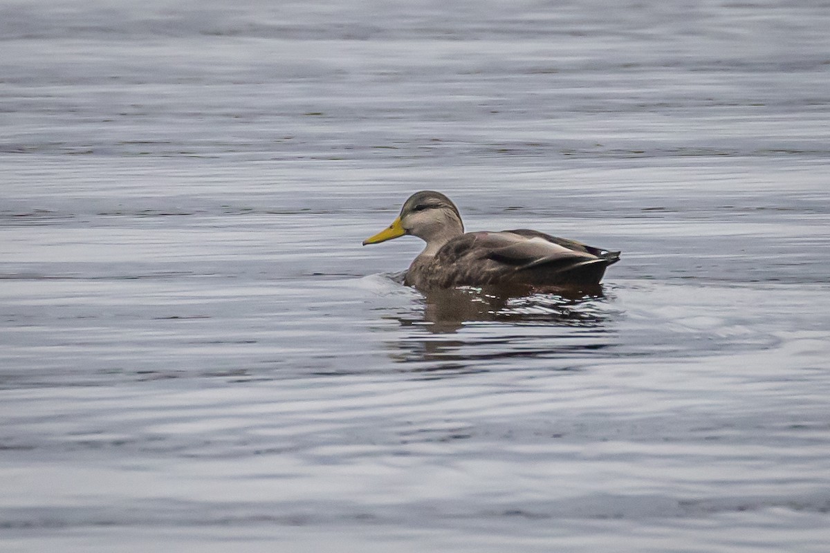 American Black Duck - ML610400678