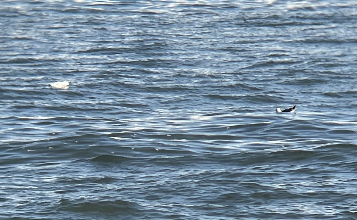 Lesser Black-backed Gull - ML610400705