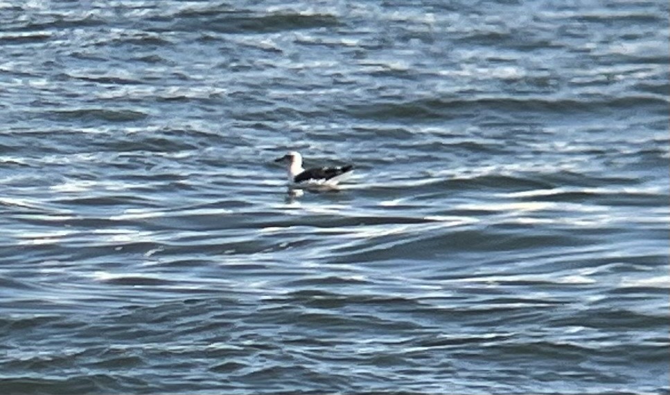 Lesser Black-backed Gull - ML610400706