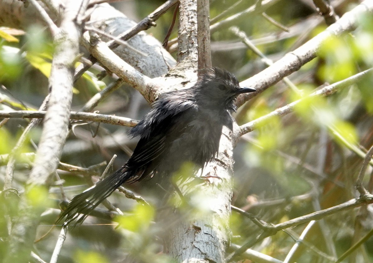 Gray Catbird - ML610400786