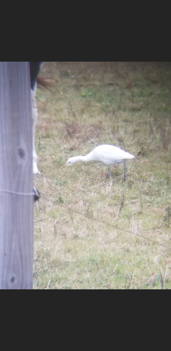 Western Cattle Egret - ML610400803