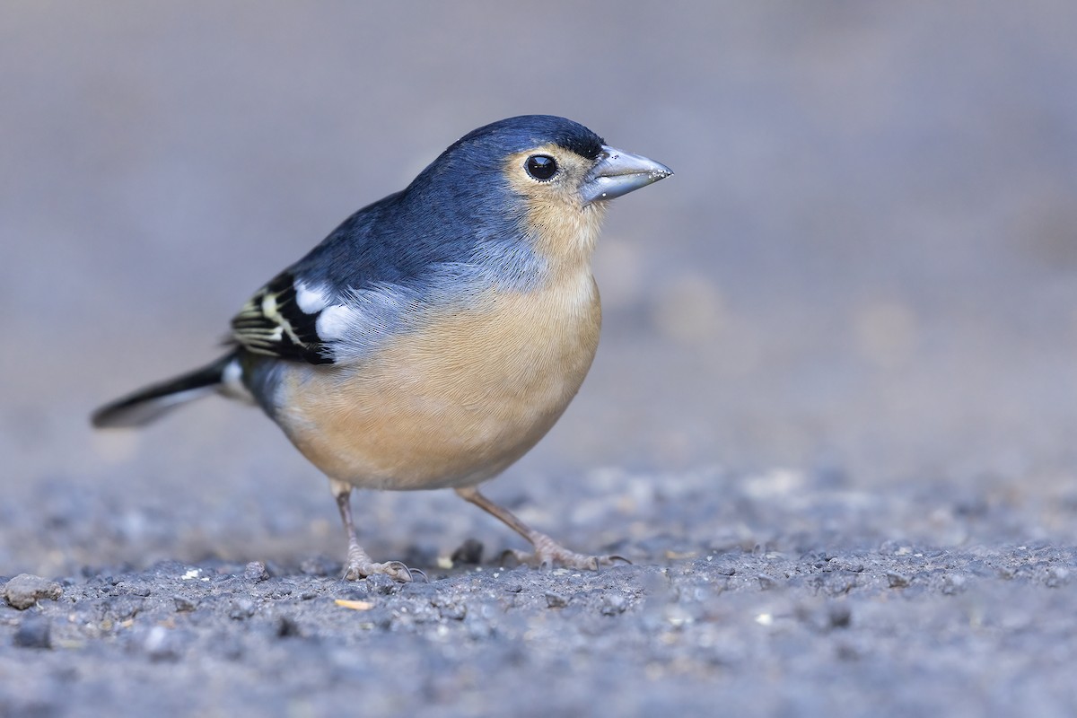 Canary Islands Chaffinch (Canary Is.) - ML610400857