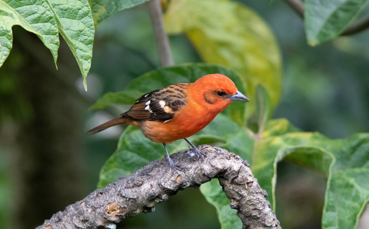 Flame-colored Tanager - ML610400897
