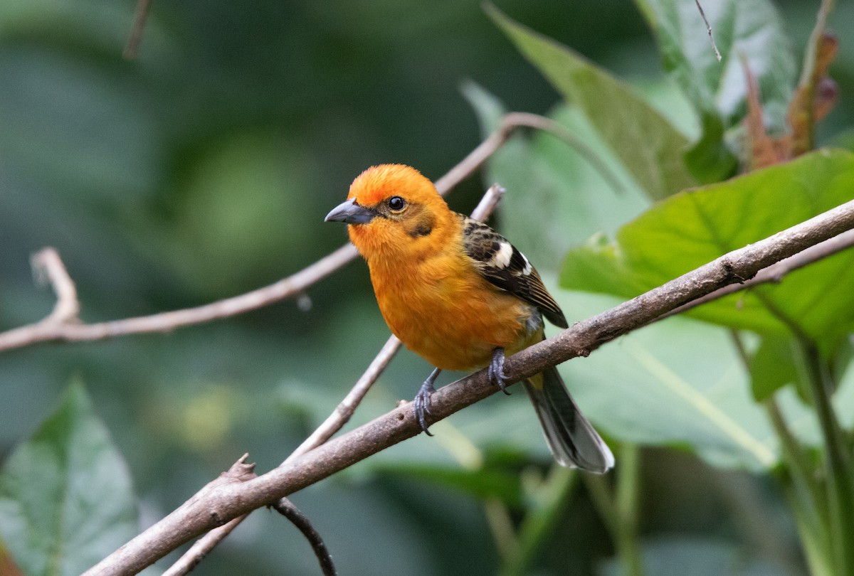 Flame-colored Tanager - Annika Anderson