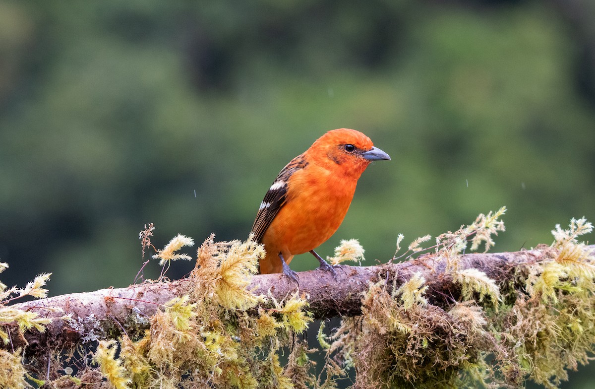 Flame-colored Tanager - ML610400900