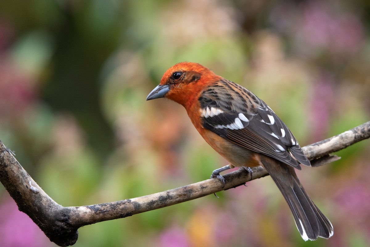 Flame-colored Tanager - Annika Anderson