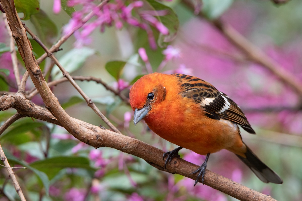 Flame-colored Tanager - Annika Anderson