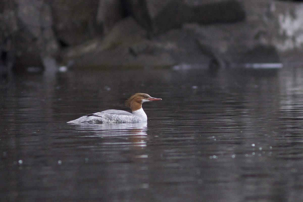 Common Merganser - Doug Hitchcox