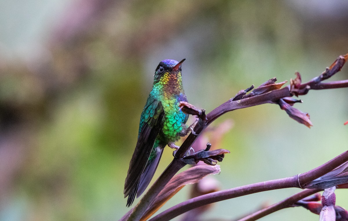 Fiery-throated Hummingbird - Annika Anderson