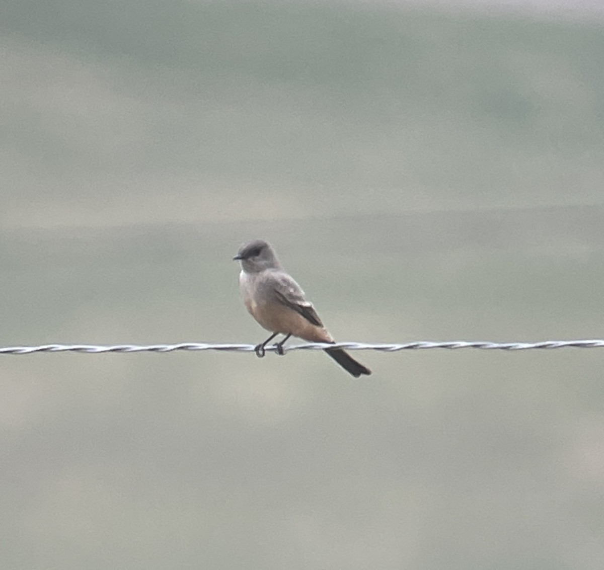 Say's Phoebe - Amy Kearns