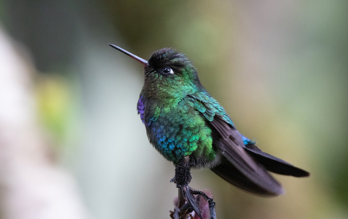 Fiery-throated Hummingbird - Annika Anderson