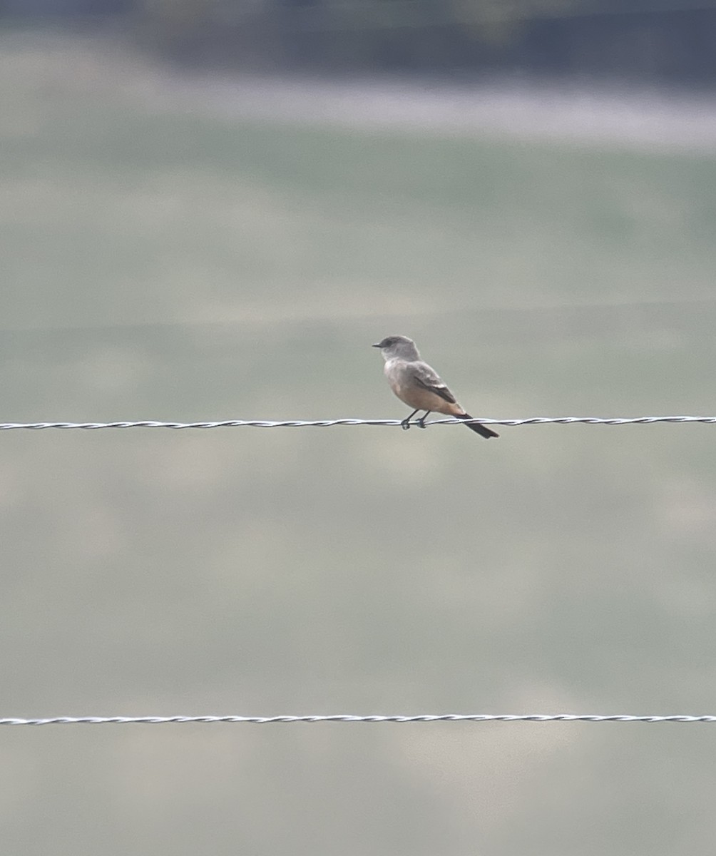 Say's Phoebe - Amy Kearns