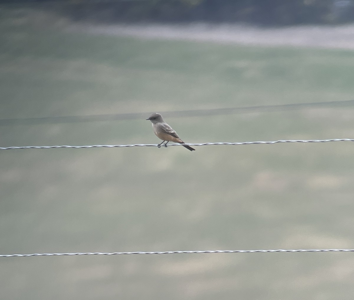 Say's Phoebe - ML610401079