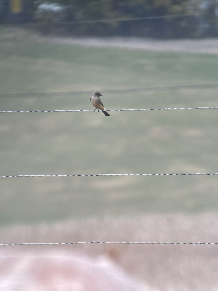 Say's Phoebe - Amy Kearns