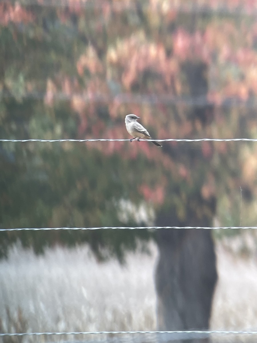 Say's Phoebe - Amy Kearns