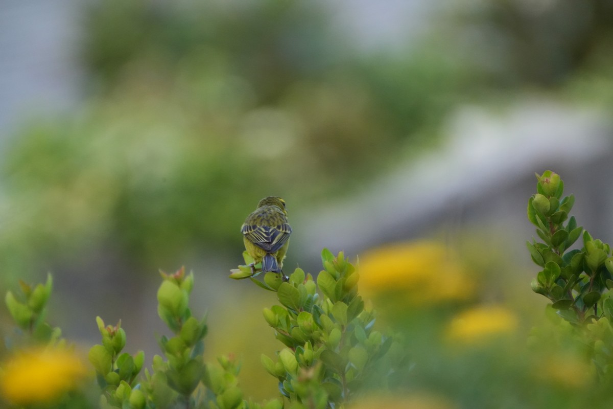 Brimstone Canary - ML610401089