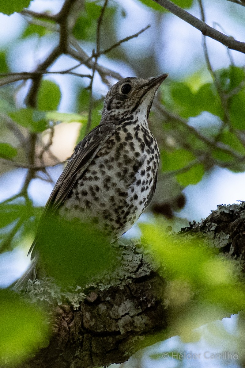 Mistle Thrush - ML610401216