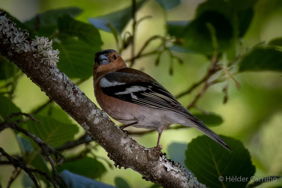 Common Chaffinch - ML610401222