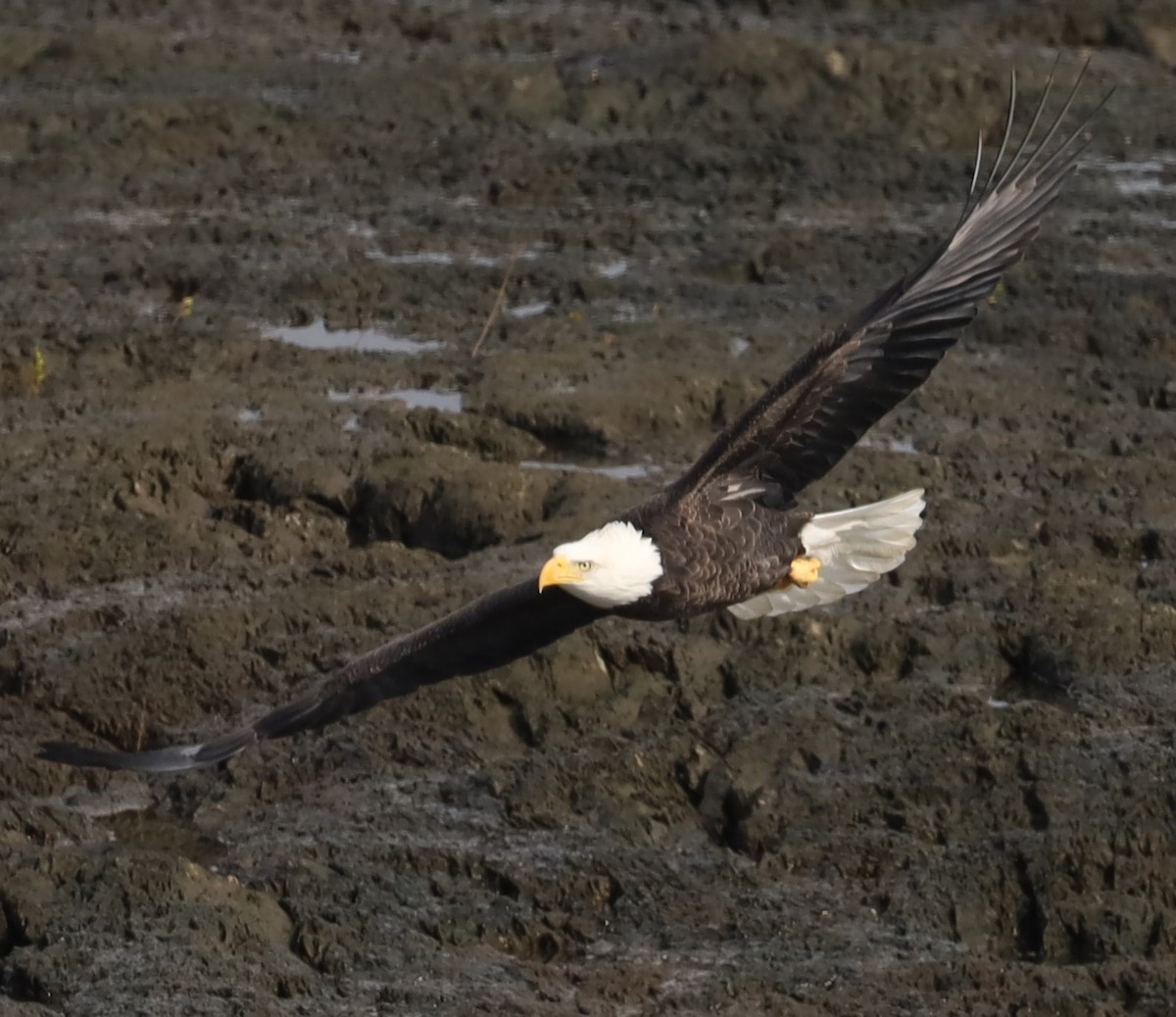 Bald Eagle - Charles (PAT) Dollard