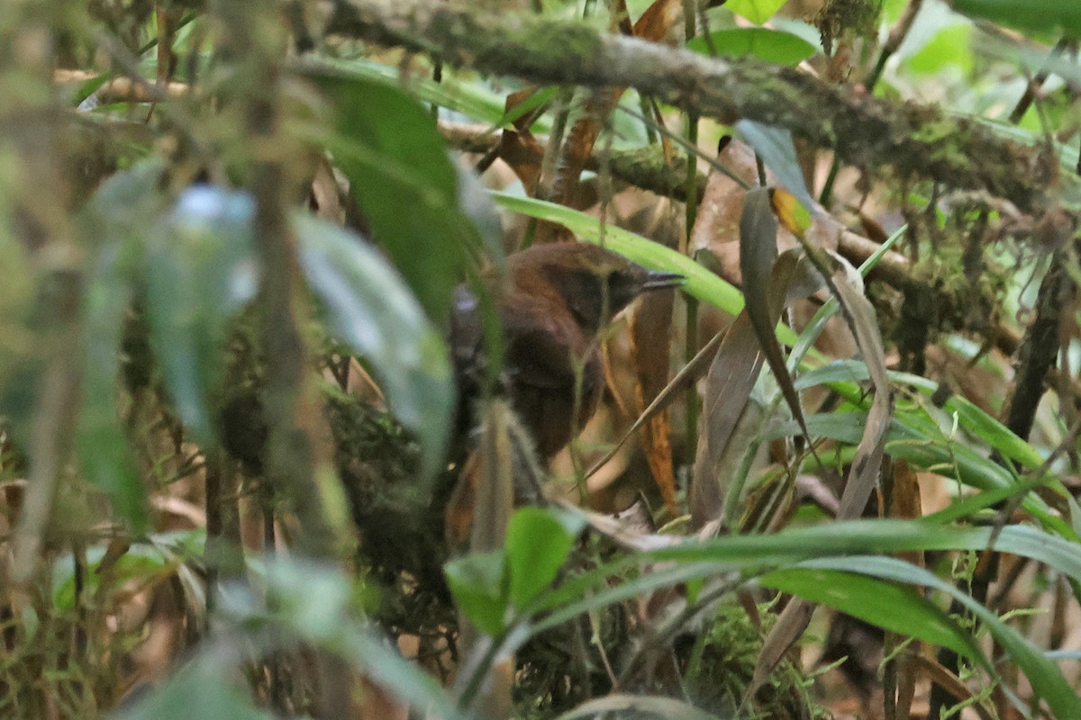 Brown Emutail - Charley Hesse TROPICAL BIRDING