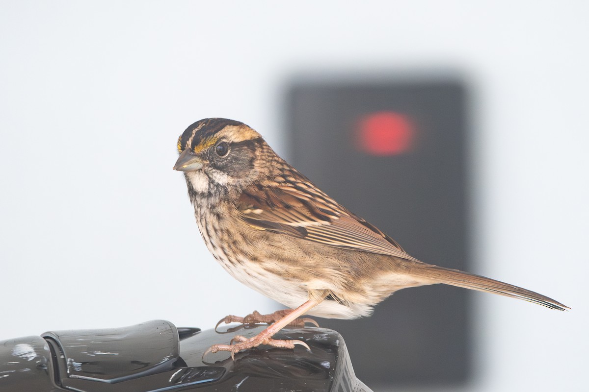 White-throated Sparrow - LeShun Smith