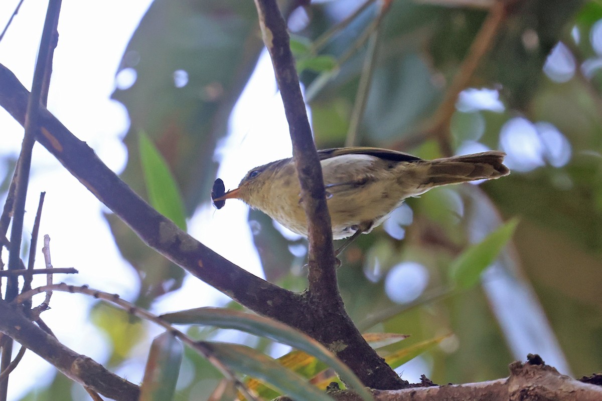 Cryptic Warbler - Charley Hesse TROPICAL BIRDING