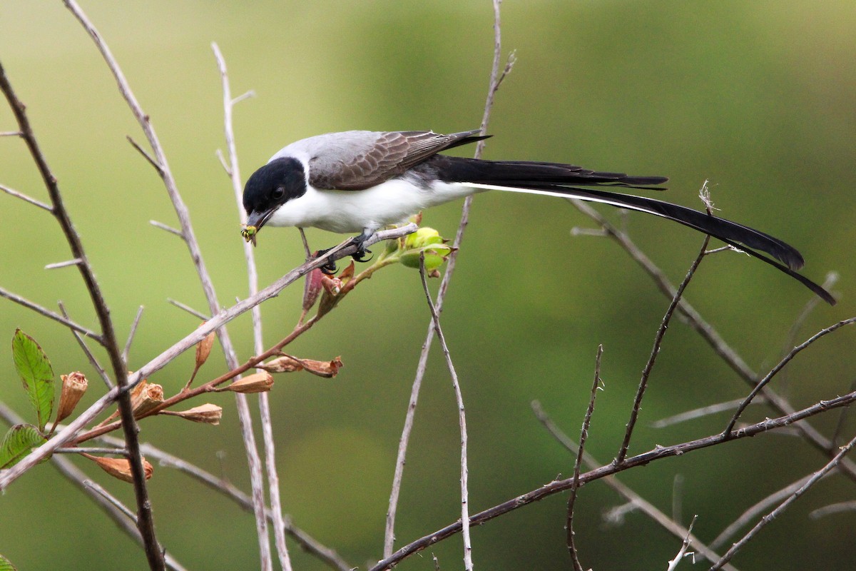 Fork-tailed Flycatcher - Alex Marine