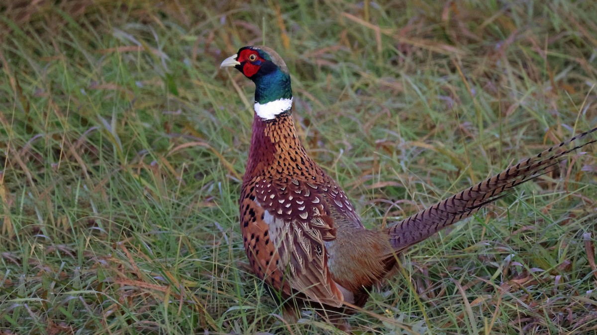 Ring-necked Pheasant - ML610401811