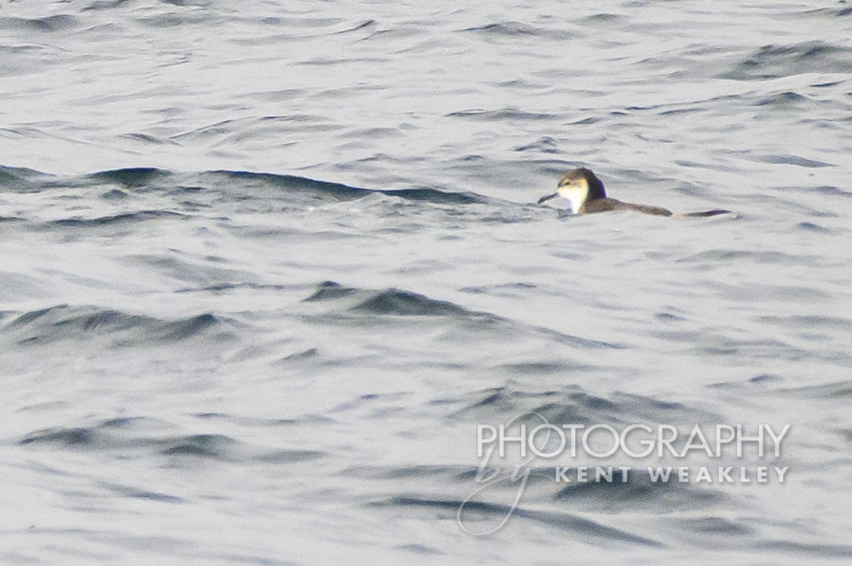 Manx Shearwater - ML610401813