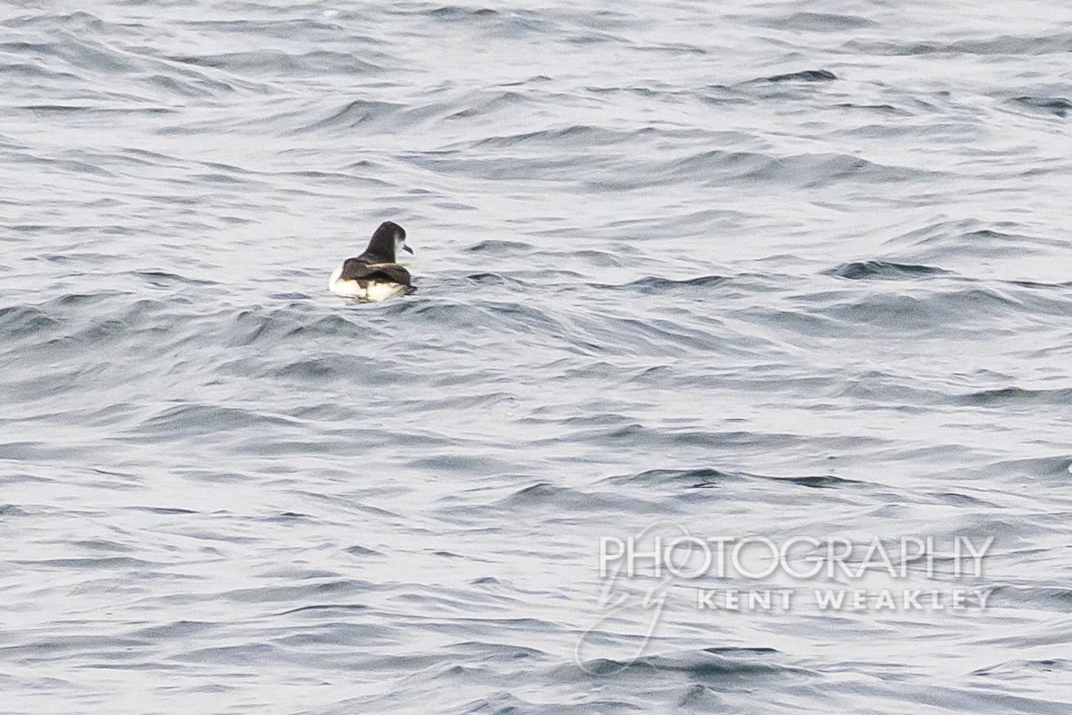Manx Shearwater - ML610401814