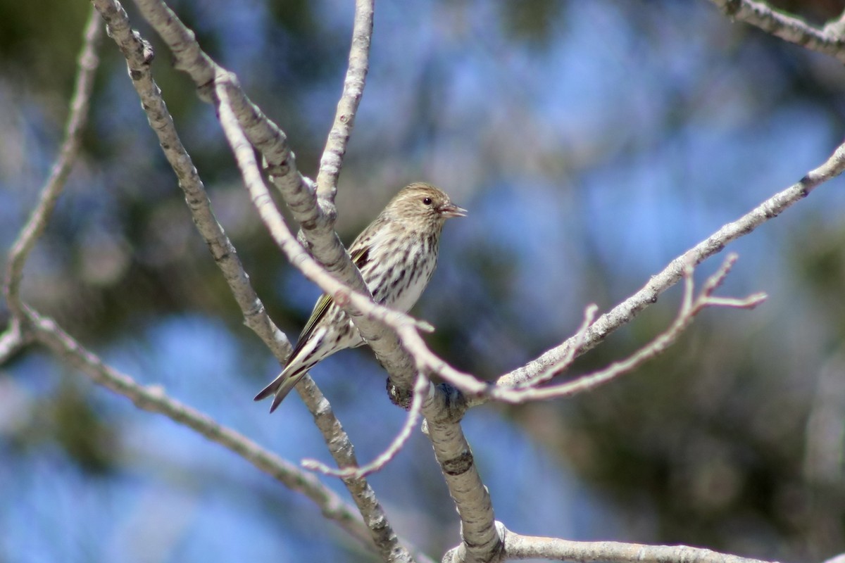 Pine Siskin - ML610401823