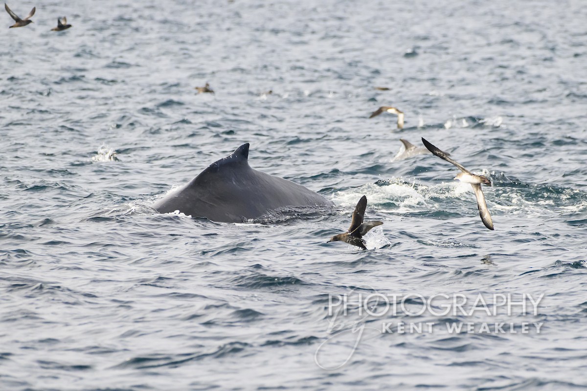 Pink-footed Shearwater - ML610401868