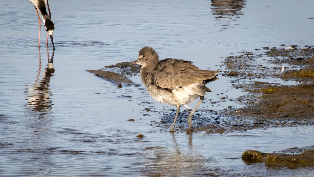 Willet - ML610401905