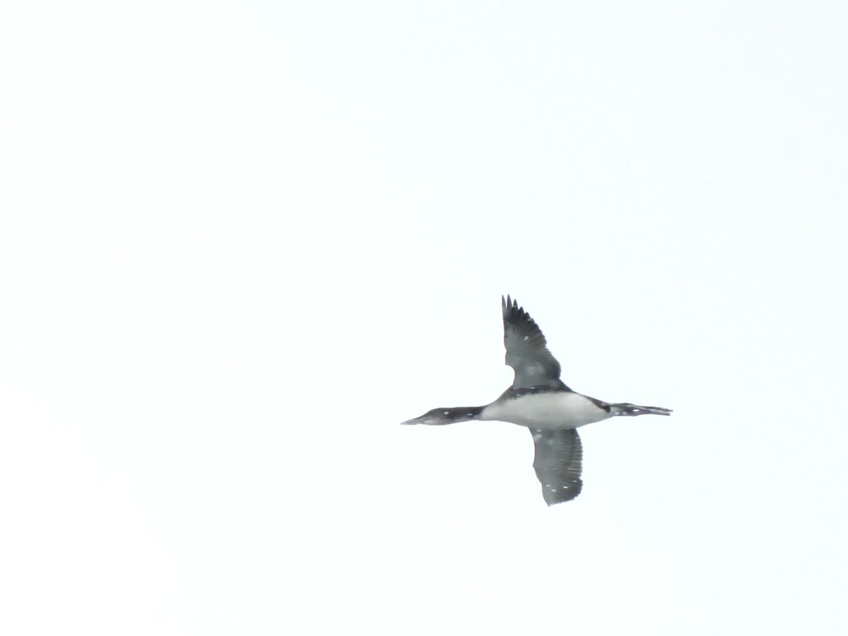 Common Loon - Scott Ray