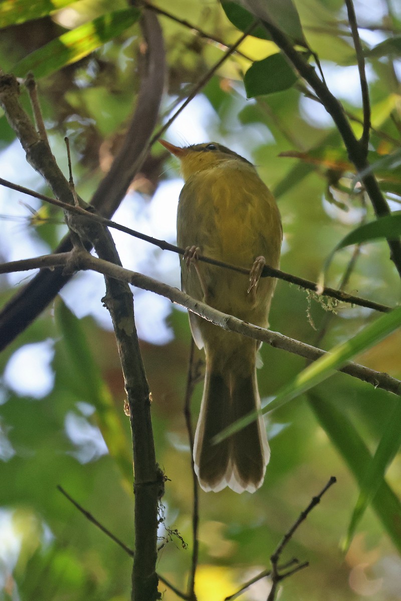 Spectacled Tetraka - Charley Hesse TROPICAL BIRDING