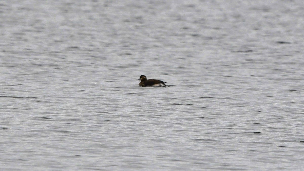 Long-tailed Duck - Bob Baker