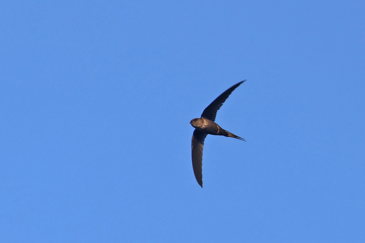 Malagasy Palm Swift (Madagascar) - ML610402268